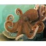 Breyer Kid's Collecta Octopus - Image 2