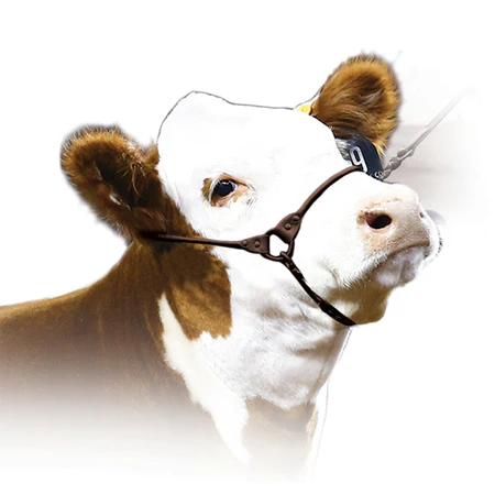 Incognito Show Halter - Image 2
