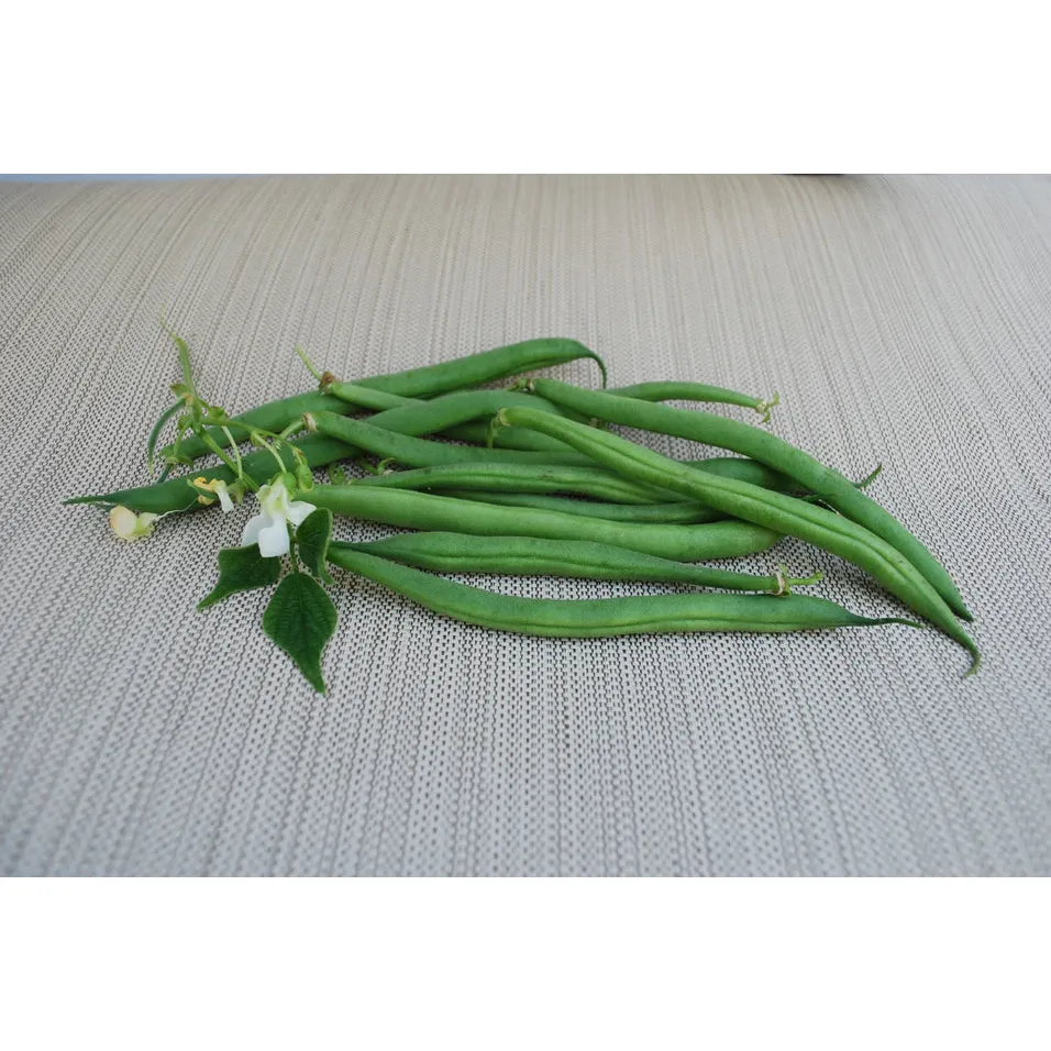 West Coast Seeds Beans - Derby 15g