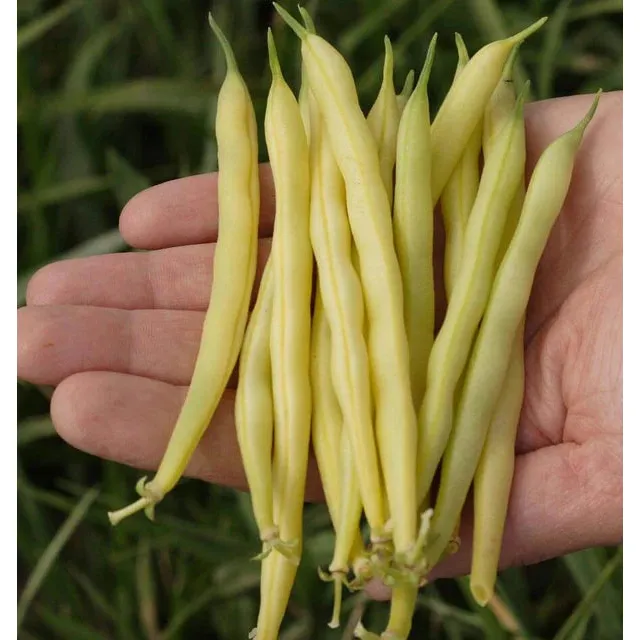 West Coast Seeds Beans - Gold Rush 20g