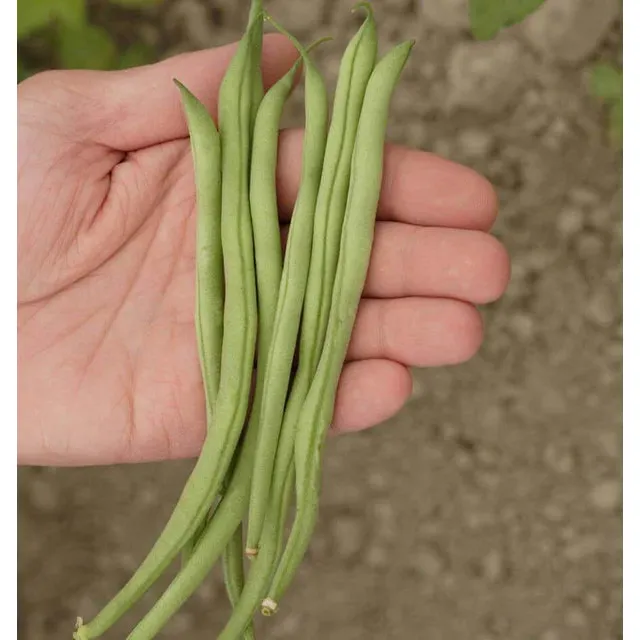 West Coast Seeds Beans - Maxibel Filet 12.5g