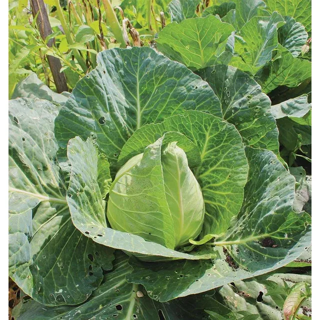 West Coast Seeds Cabbage - Early Jersey Wakefield  0.5g