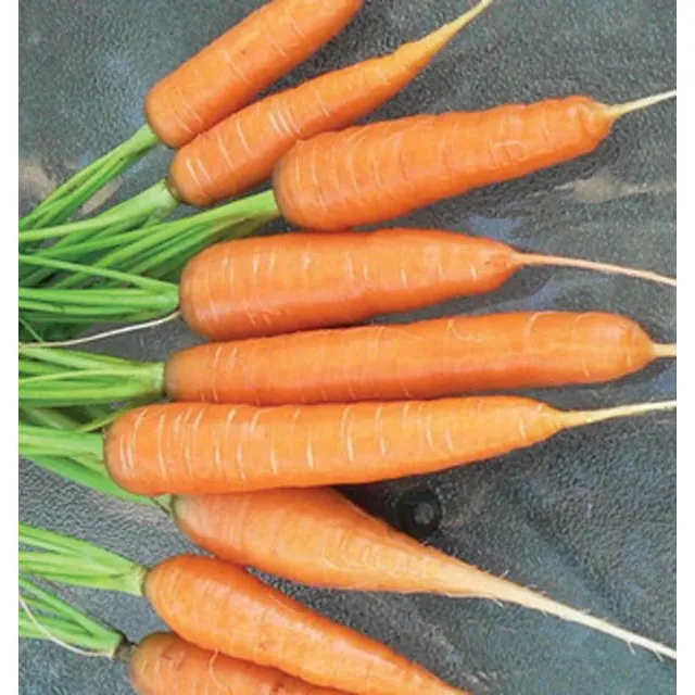 West Coast Seeds Carrots - Scarlet Nantes 0.75g - Image 2