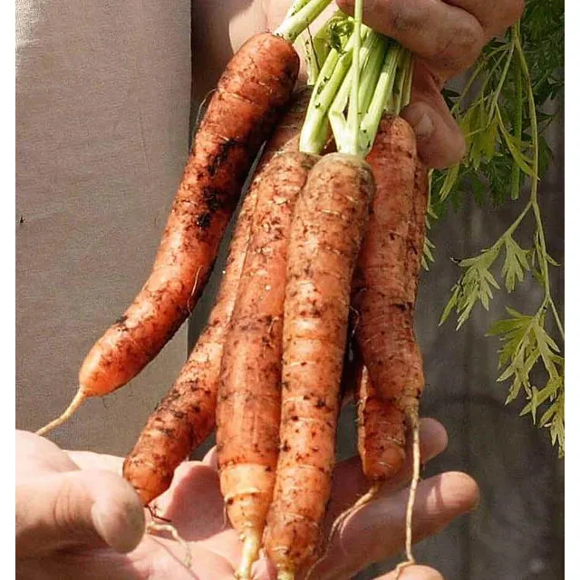 West Coast Seeds Carrots - Scarlet Nantes 0.75g - Image 3