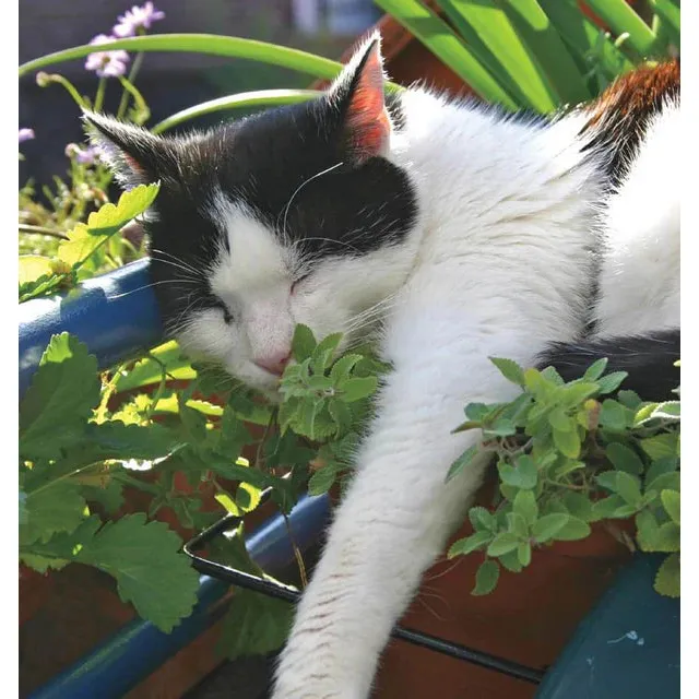 West Coast Seeds Herb Seeds Nepeta Catnip Seeds - Catnip  0.25g