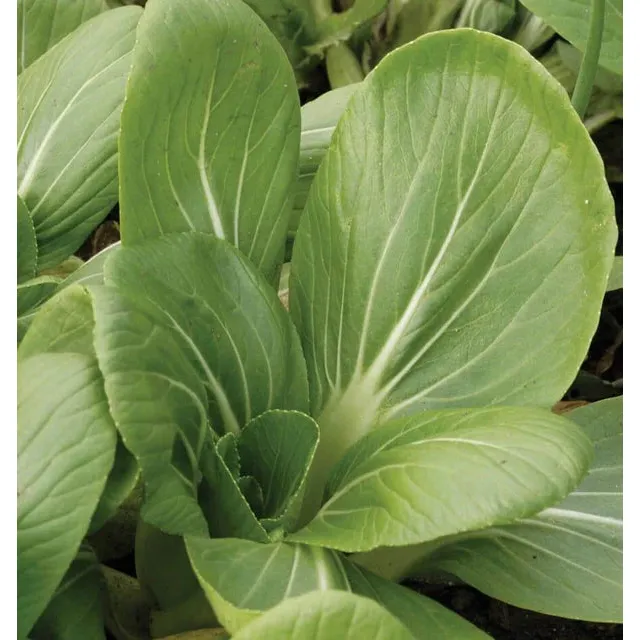 West Coast Seeds Chinese Vegetable Seeds - White Stemmed Pac Choi 1g
