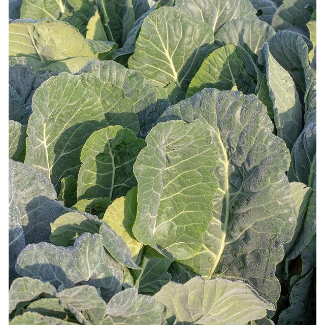 West Coast Seeds - Collards - Top Bunch 2.0 0.5g