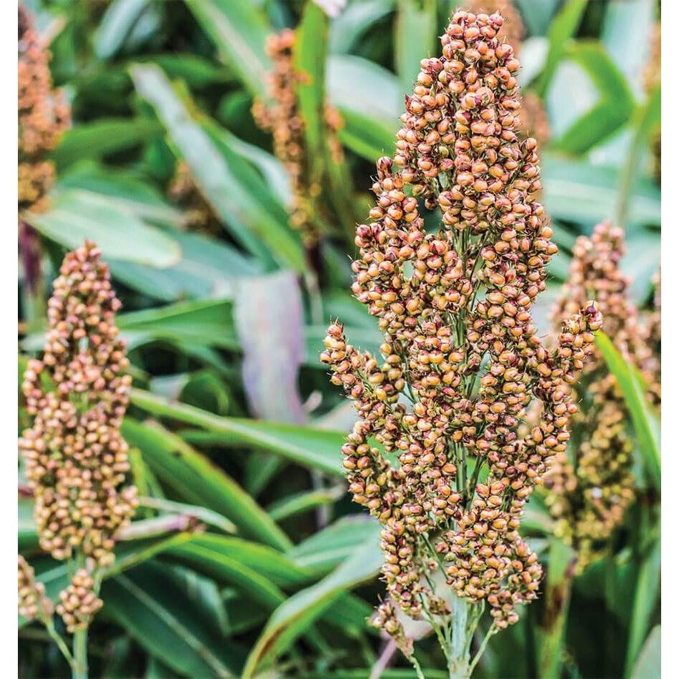 West Coast Seeds Corn - Mixed Colours Broom  2g