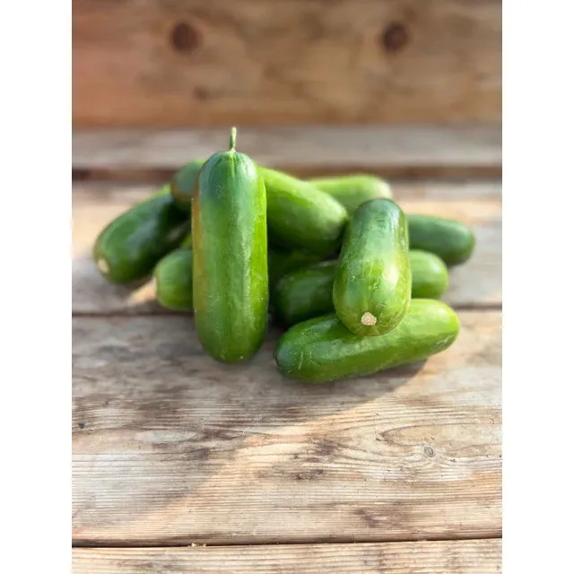 West Coast Seeds Cucumbers - Mini-Me F1 Organic  10 Seeds