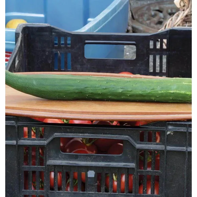 West Coast Seeds Cucumbers - Tasty Green F1  0.5g