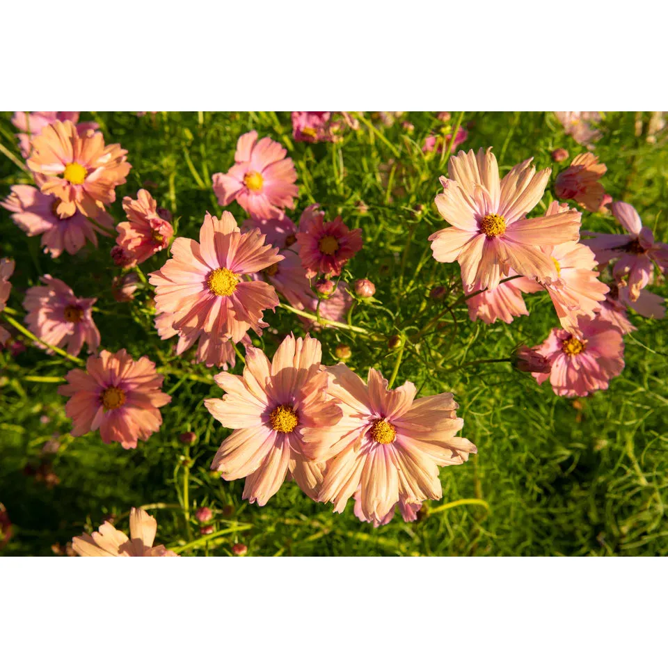 West Coast Seeds Flower Seeds - Cosmos - Apricotta  25 Seeds
