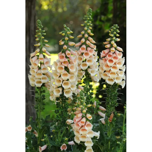 West Coast Seeds Flower Seeds - Dalmatian Peach F1 Pelleted 25 Seeds - Image 2