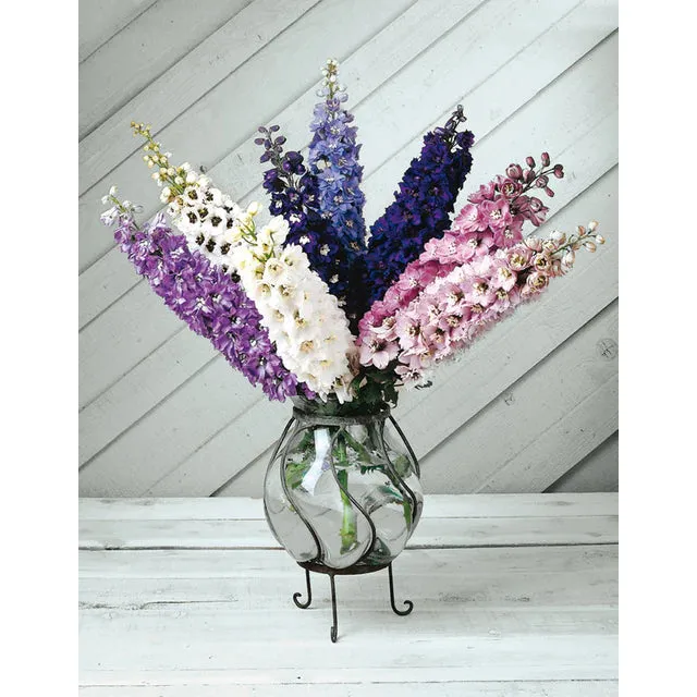 West Coast Seeds Flower Seeds - Delphinium - Magic Fountains Mix 50 Seeds