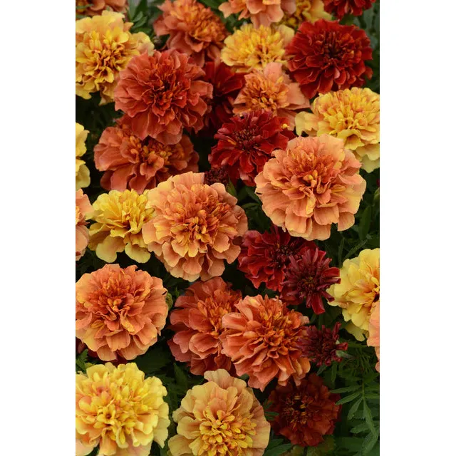 West Coast Seeds Flower Seeds - Marigold - Strawberry Blonde 25 Seeds