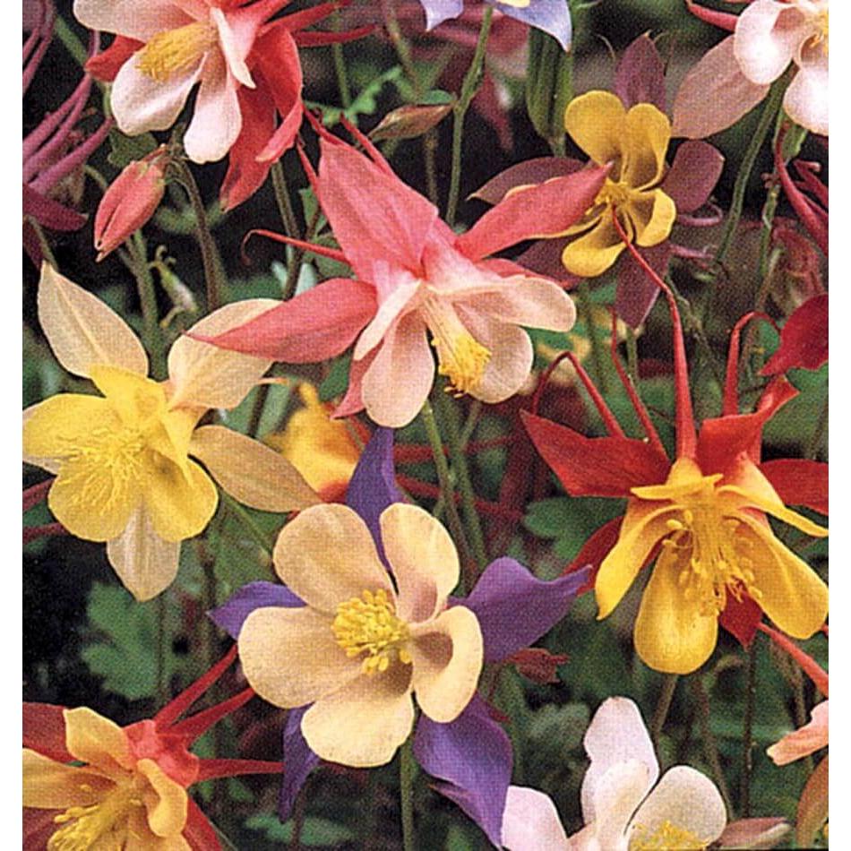 West Coast Seeds Flower Seeds - McKana Giants Mix  0.25g