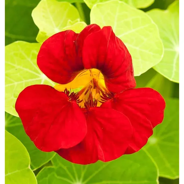 West Coast Seeds Flower Seeds - Nasturtiums- Empress of India  5g