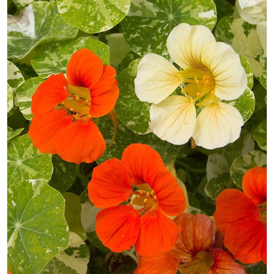 West Coast Seeds Flower Seeds - Nasturtiums- Tip Top Alaska Mix  5g