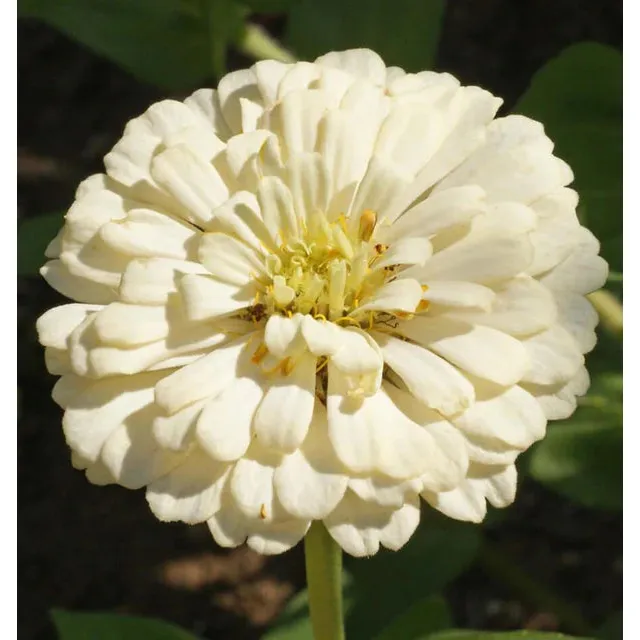 West Coast Seeds - Flower Seeds - Zinnias - Polar Bear  1g