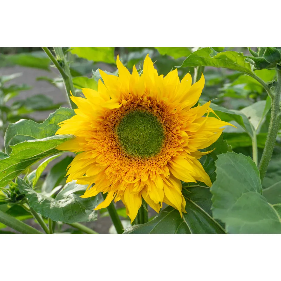 West Coast Seeds - Flower Seeds - Starburst Greenburst DMR  F1  25 Seeds - Image 2