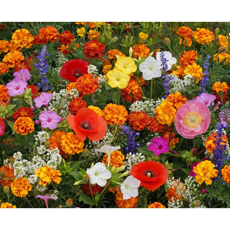West Coast Seeds Flower Seeds - Wildflowers - Deer Resistant Blend 5g
