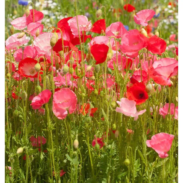 West Coast Seeds Flower Seeds - Wildflowers - Deer Resistant Blend 5g - Image 2
