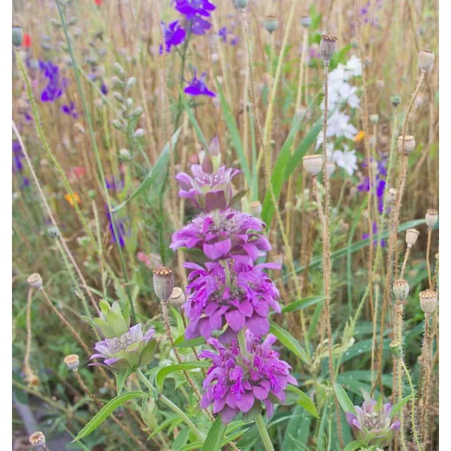 West Coast Seeds Flower Seeds - Wildflowers - Deer Resistant Blend 5g - Image 3