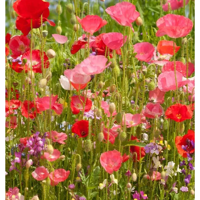 West Coast Seeds Flower Seeds - Wildflowers - Partial Shade Blend 25g - Image 4