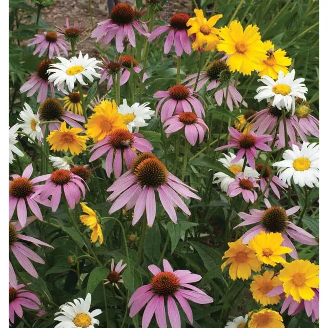 West Coast Seeds Flower Seeds - Wildflowers - Perennial Blend  5g