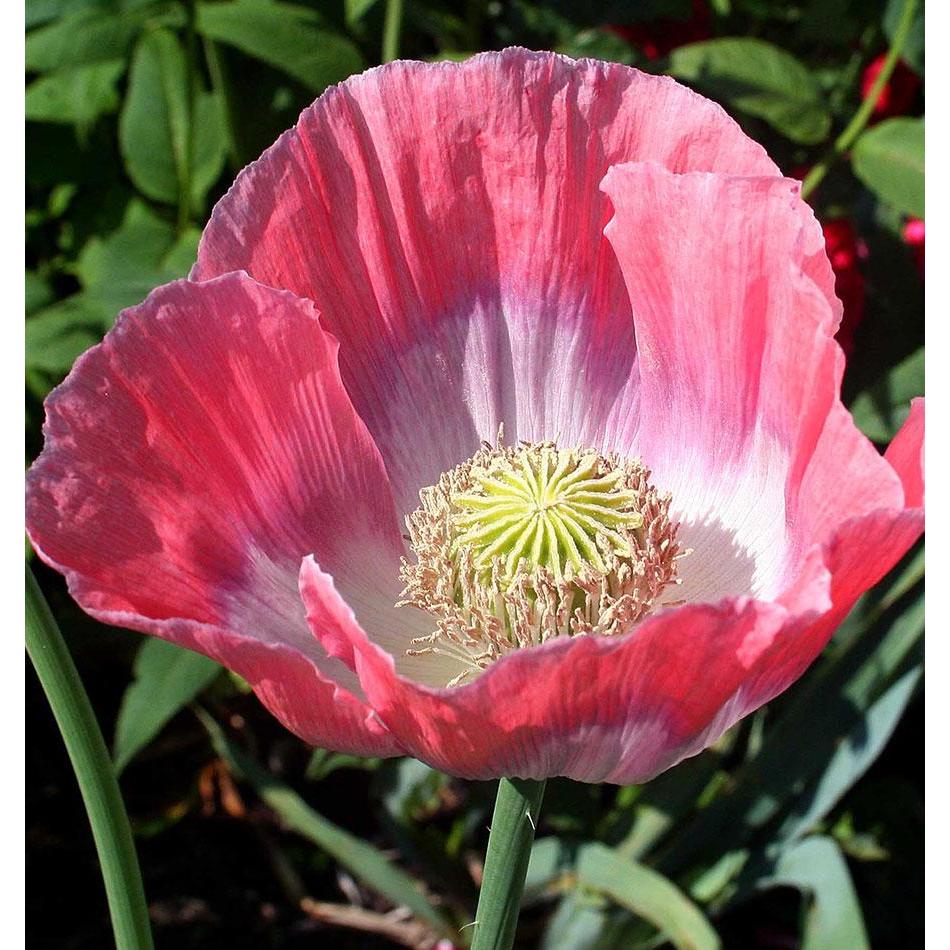 West Coast Seeds Flower Seeds - Poppies - Giganthemum  0.25g - Image 2