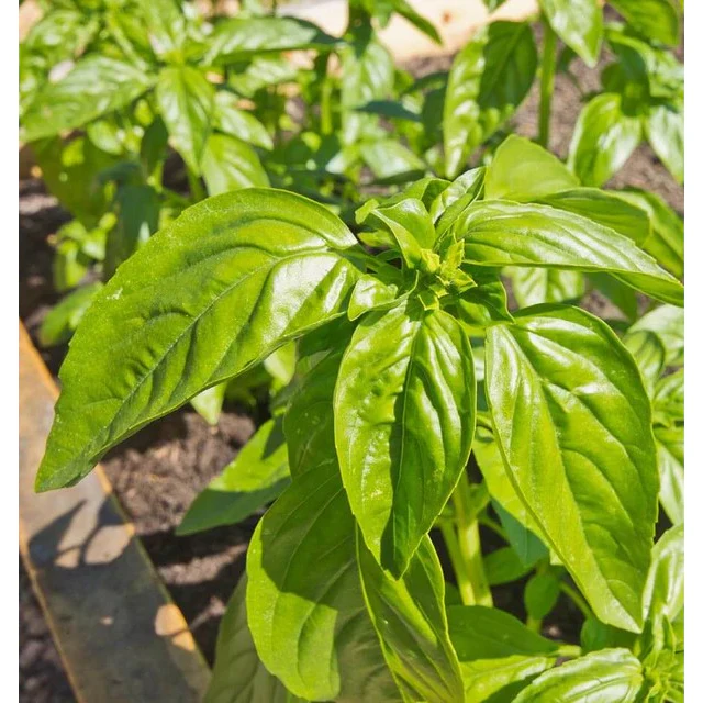 West Coast Seeds Herb Seeds - Basil - Genovese  1g