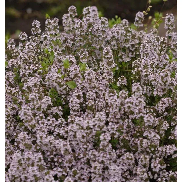 West Coast Seeds Herb Seeds - Winter Thyme  0.1g - Image 2