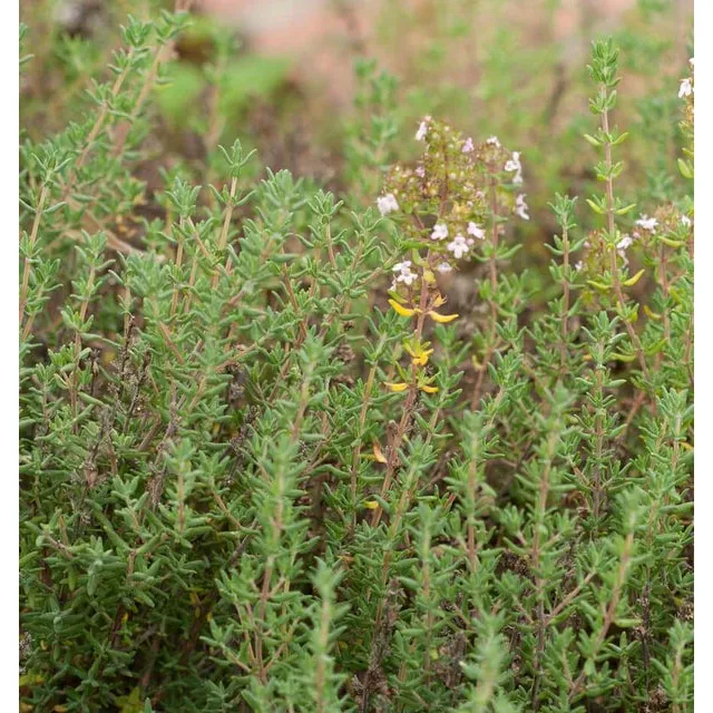 West Coast Seeds Herb Seeds - Winter Thyme  0.1g - Image 3