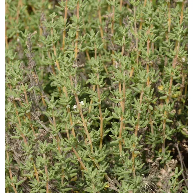 West Coast Seeds Herb Seeds - Winter Thyme  0.1g - Image 4