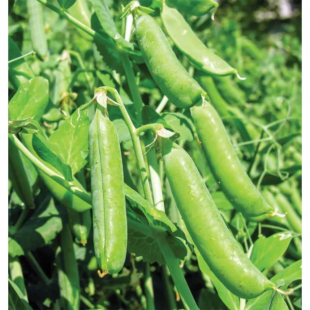 West Coast Seeds - Vegetable Seeds - Bolero Peas   20g