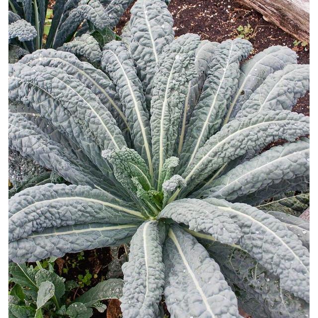 West Coast Seeds Vegetable Seeds - Kale - Lacinato  1g