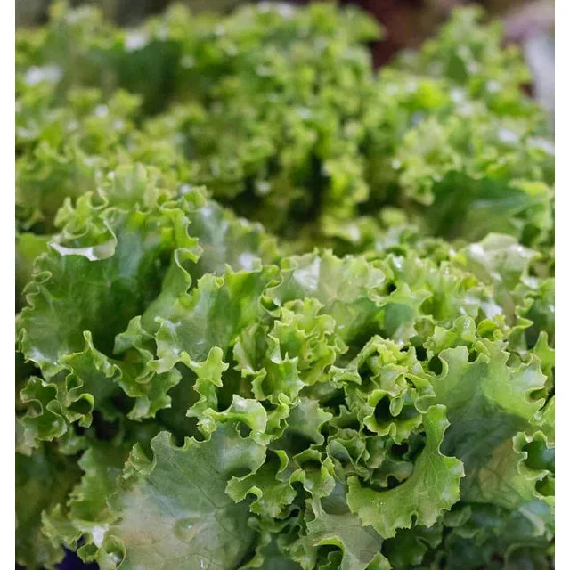 West Coast Seeds Vegetable Seeds - Lettuce - Grand Rapids TBR  1g