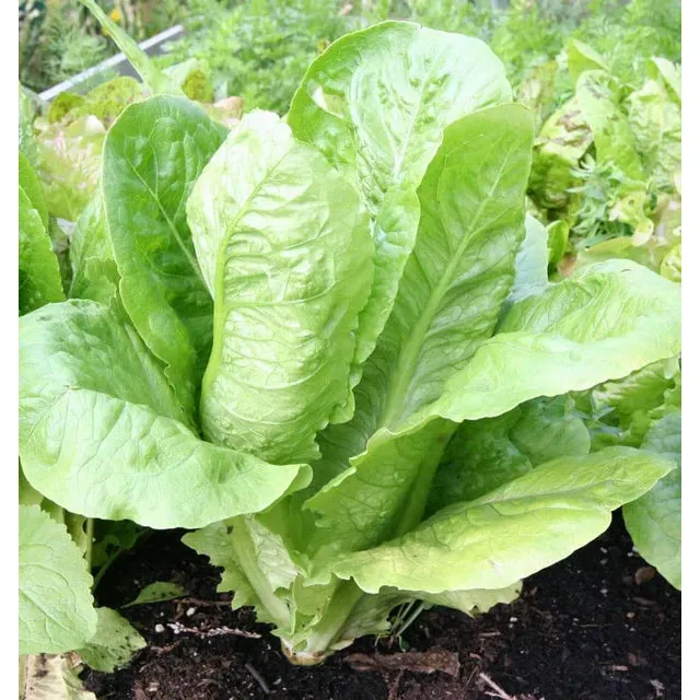 West Coast Seeds Vegetable Seeds - Lettuce - Parris Island  0.5g