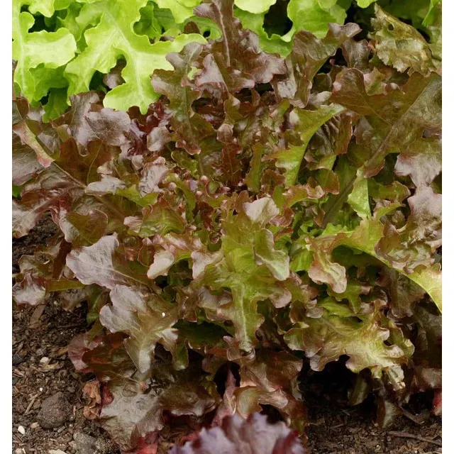 West Coast Seeds Vegetable Seeds - Lettuce - Red Salad Bowl  0.5g