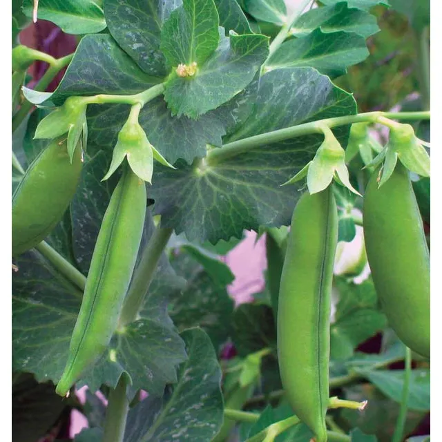 West Coast Seeds Vegetable Seeds - Peas - Little Marvel  20g