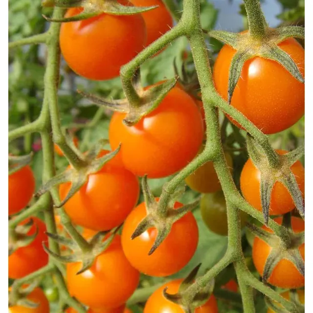 West Coast Seeds Vegetable - Cherry Tomatoes - Sungold  10 Seeds
